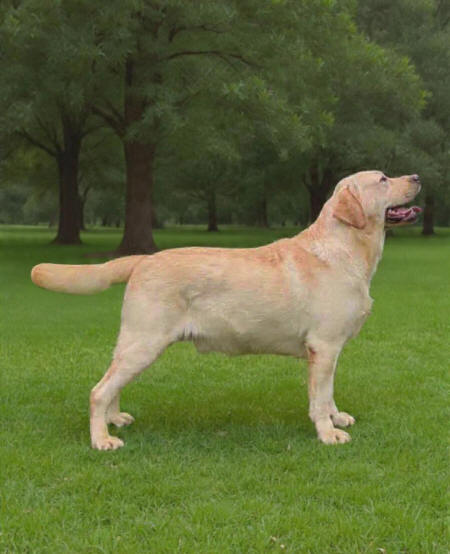 Parker