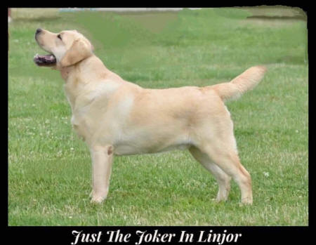 joker