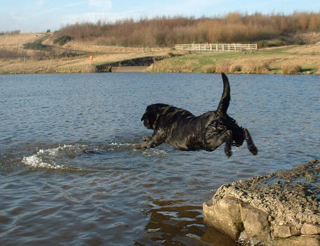 Tabatha's Chivarly for Linjor