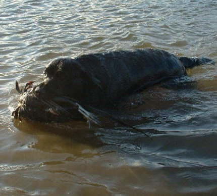 Tabatha's Chivarly for Linjor