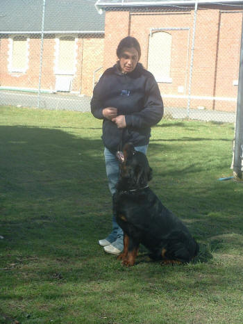 teaching to sit