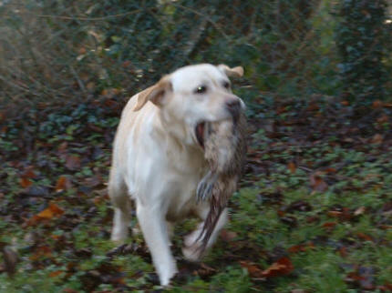 Chablais Jolie Romance with Linjor