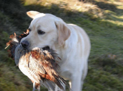 Brockburrow Cassanova in Linjor