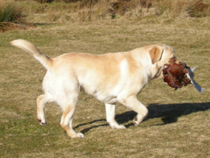 Brockburrow Cassanova in Linjor