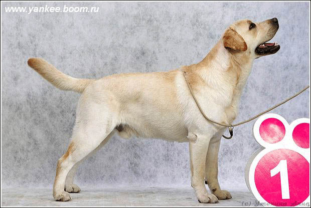 Russian Junior Champ