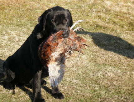 Shriraz sitting with pheasant