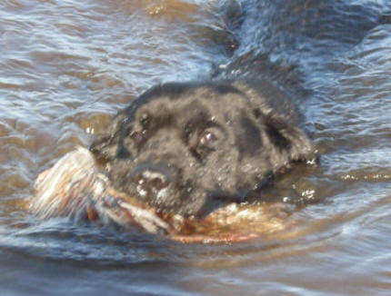 Shiraz swimming with pheasant