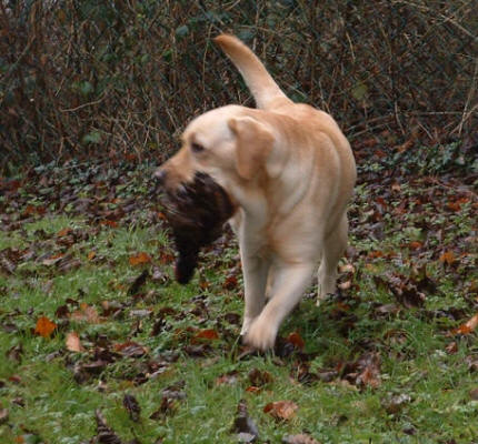 Siskin De La Vigne Nieuil Avec Linjor