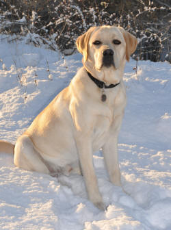 snowdog